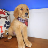 Bashful Golden Retriever 03