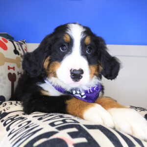 Beya Bernese Mountain 01