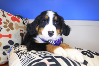 Beya Bernese Mountain 01