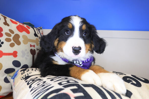 Beya Bernese Mountain 01