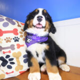 Beya Bernese Mountain 02