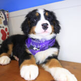 Beya Bernese Mountain 04