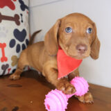 Blinky Dachshund 01