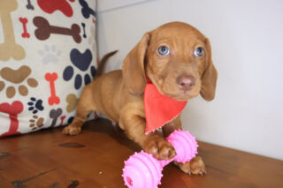 Blinky Dachshund 01