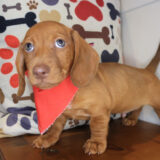Blinky Dachshund 02