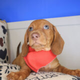 Blinky Dachshund 03