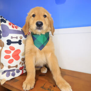 Bodhi Golden Retriever 01