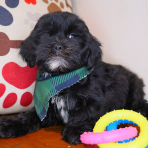 Boomerang Shihpoo 01