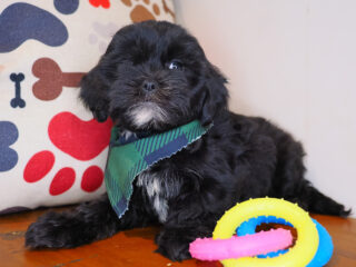 Boomerang Shihpoo 01