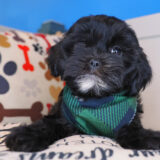 Boomerang Shihpoo 02
