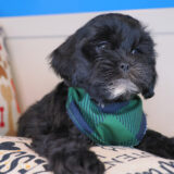 Boomerang Shihpoo 04