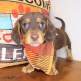 Brawler Dachshund 01