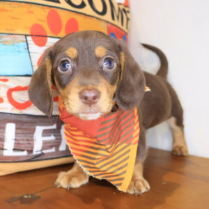 Brawler Dachshund 01