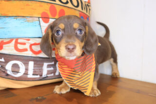 Brawler Dachshund 01
