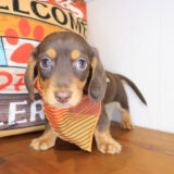 Brawler Dachshund 02
