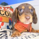 Brawler Dachshund 03