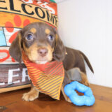 Brawler Dachshund 04