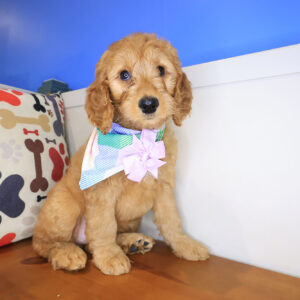 Brenda Goldendoodle 01