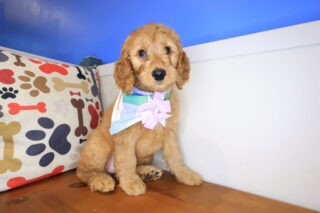 Brenda Goldendoodle 01