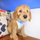 Brenda Goldendoodle 02