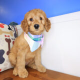 Brenda Goldendoodle 03
