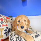 Brenda Goldendoodle 04