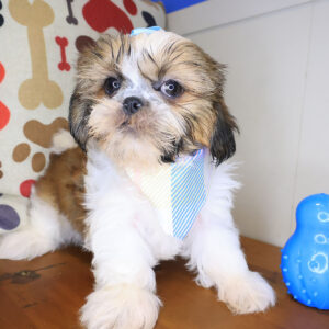 Britney Shih Tzu 01