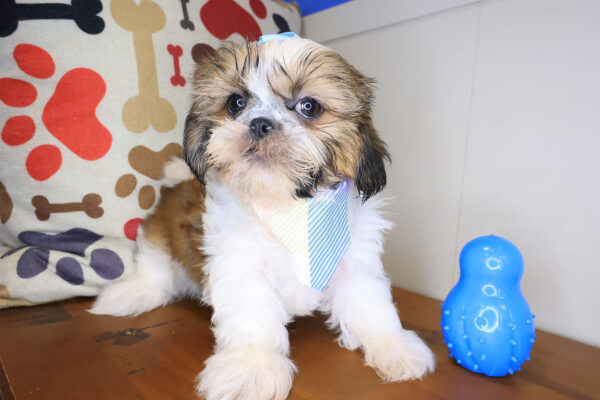 Britney Shih Tzu 01