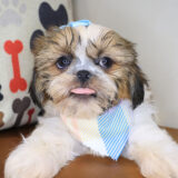 Britney Shih Tzu 02