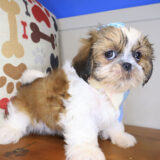 Britney Shih Tzu 03