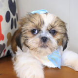 Britney Shih Tzu 04