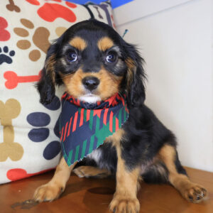 Brooksy Cavapoo 01
