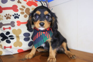 Brooksy Cavapoo 01