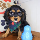 Brooksy Cavapoo 02