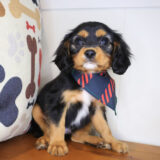 Brooksy Cavapoo 03