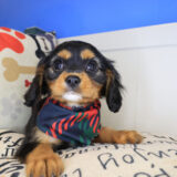 Brooksy Cavapoo 04