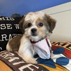 Bruno Shorkie 01