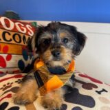 Brush Shorkie 01