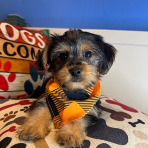 Brush Shorkie 01