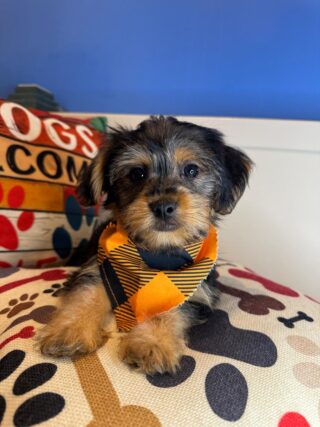 Brush Shorkie 01