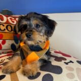 Brush Shorkie 02