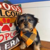 Brush Shorkie 03