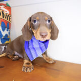 Bub Dachshund 01