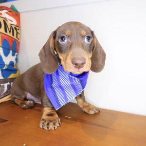 Bub Dachshund 01