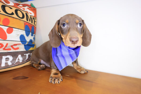 Bub Dachshund 01