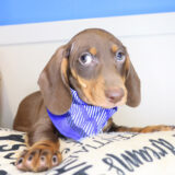 Bub Dachshund 02