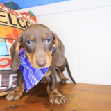 Bub Dachshund 03