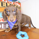 Bub Dachshund 04