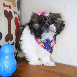 Bunny Shih Tzu 01