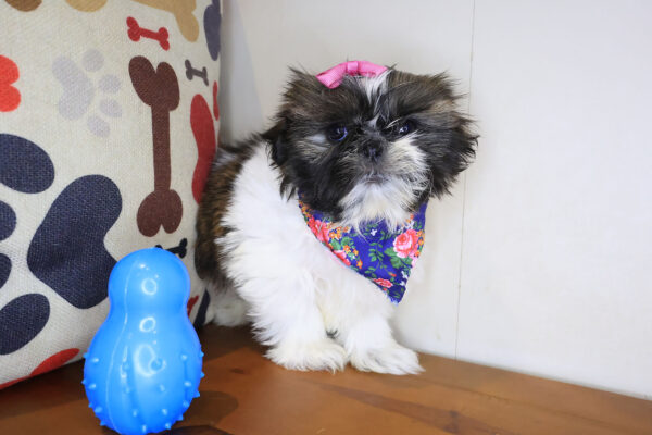 Bunny Shih Tzu 01